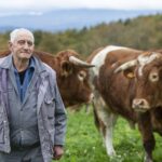 Hombre anciano con D.I. pastoreando el ganado de la Asociación Prodeme